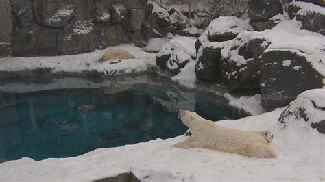 zoo st felicien ouverture.